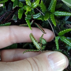 Doryopteris triphylla