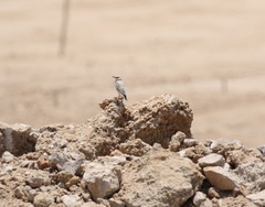 Emarginata tractrac