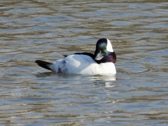 Bucephala albeola