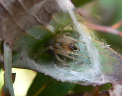 Cheiracanthium furculatum