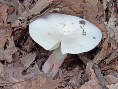 Russula flavisiccans