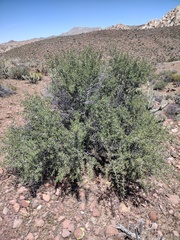 Pseudoziziphus parryi