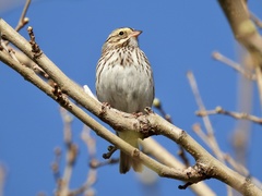 Passerculus sandwichensis