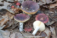 Russula vinacea