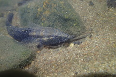 Psammogobius biocellatus