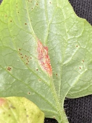 Puccinia lapsanae