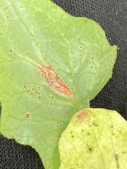 Puccinia lapsanae