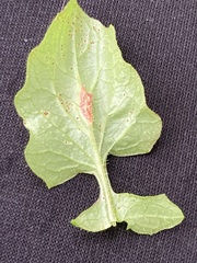 Puccinia lapsanae