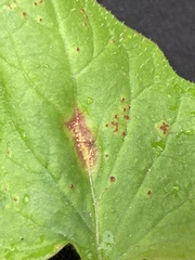 Puccinia lapsanae