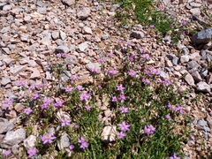 Spergularia purpurea