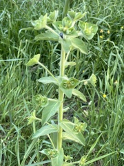 Euphorbia hirsuta