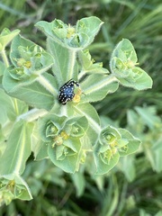 Euphorbia hirsuta