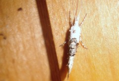 Ypsolopha asperella