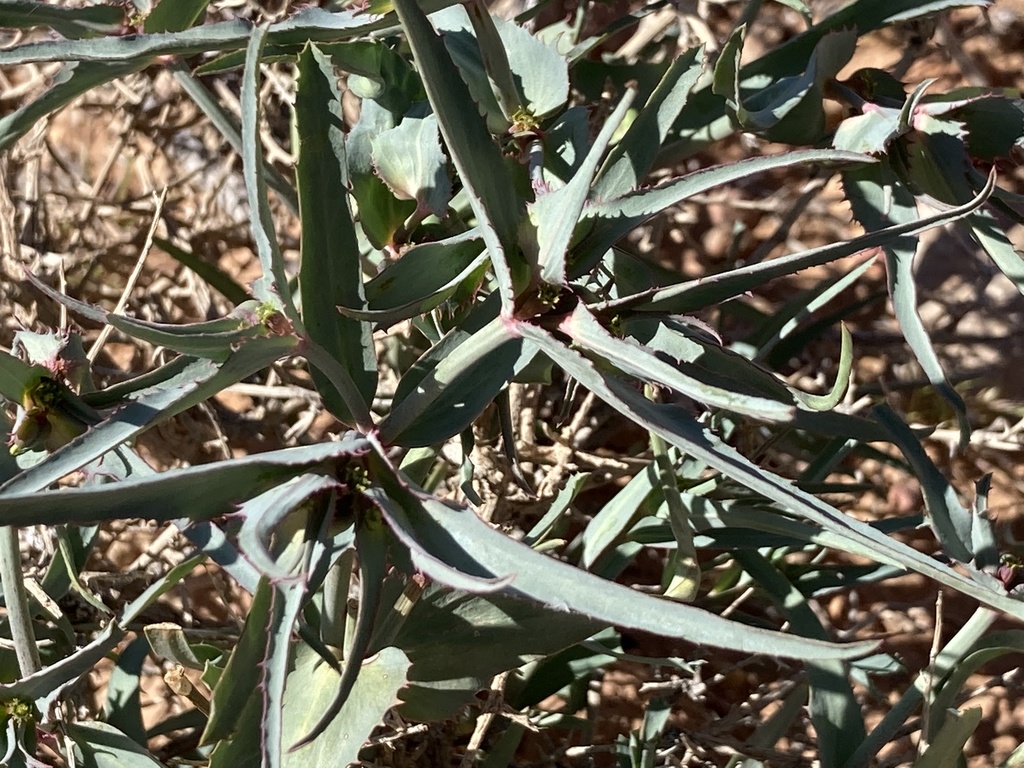 Euphorbia retusa