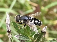 Eristalis saxorum