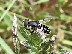Eristalis saxorum