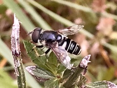 Eristalis saxorum
