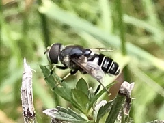 Eristalis saxorum