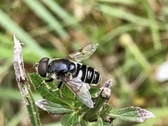 Eristalis saxorum