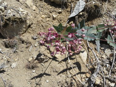 Asclepias cordifolia
