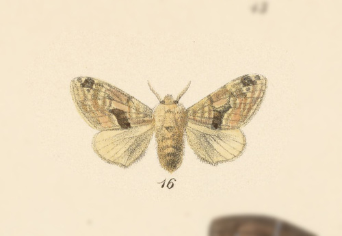Tolype nana