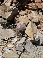 Echinocereus pectinatus rutowiorum