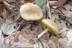 Xerocomus illudens
