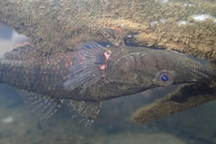 Butis humeralis