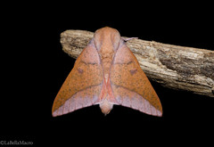 Adeloneivaia apicalis