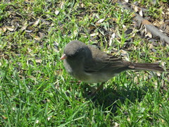 Junco hyemalis