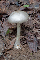 Amanita submaculata