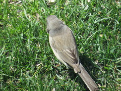 Junco hyemalis