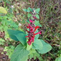 Salvia cinnabarina