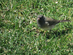 Junco hyemalis