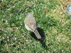 Junco hyemalis