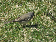 Junco hyemalis