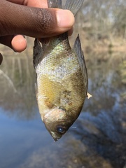 Lepomis macrochirus
