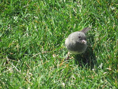 Junco hyemalis