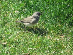 Junco hyemalis