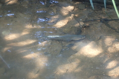 Asian Sea Perch photo 5