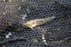 Pseudogobius poicilosoma