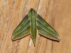 Xylophanes crotonis