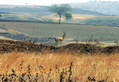 Gazella bennettii