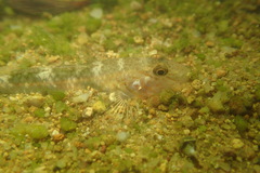 Rhinogobius similis