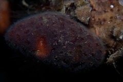 Alcyonidium nodosum