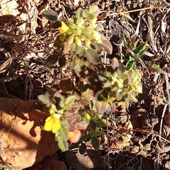 Oxalis frutescens