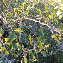 Xylosma tweediana