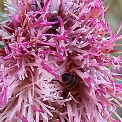 Cirsium subcoriaceum