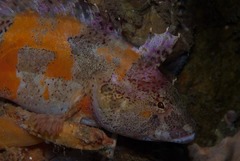 Super Klipfish photo 3