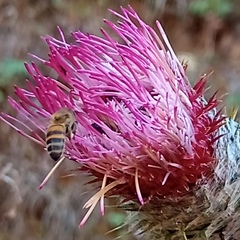 Cirsium subcoriaceum